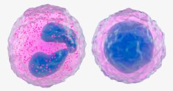 抗体人体白细胞高清图片
