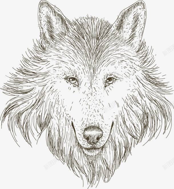 手绘素描狼头png免抠素材_88icon https://88icon.com 北方的狼 头狼 手绘狼头 狼头图腾 狼头部 野狼