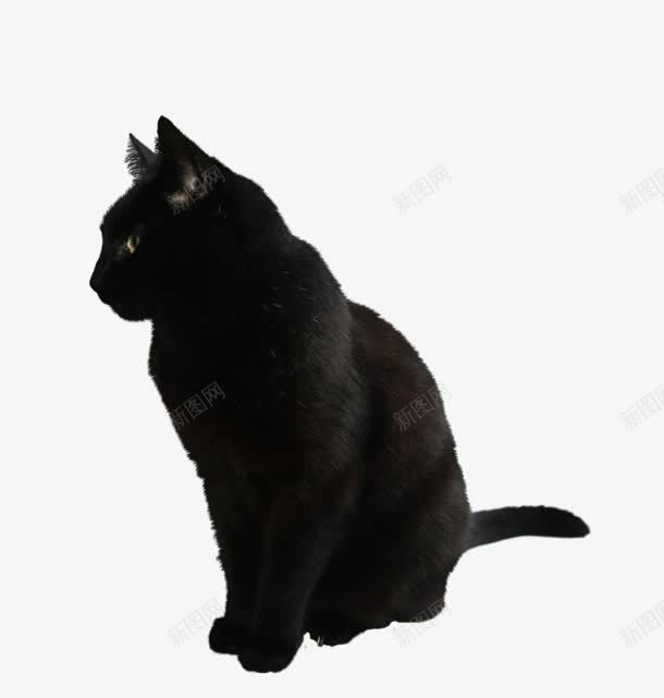 黑猫png免抠素材_88icon https://88icon.com 黑猫png素材