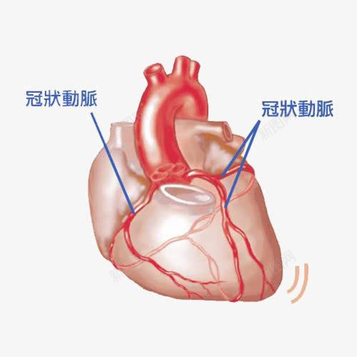 心脏分析图png免抠素材_88icon https://88icon.com 动脉 心脑血管 血管 诊治 静脉