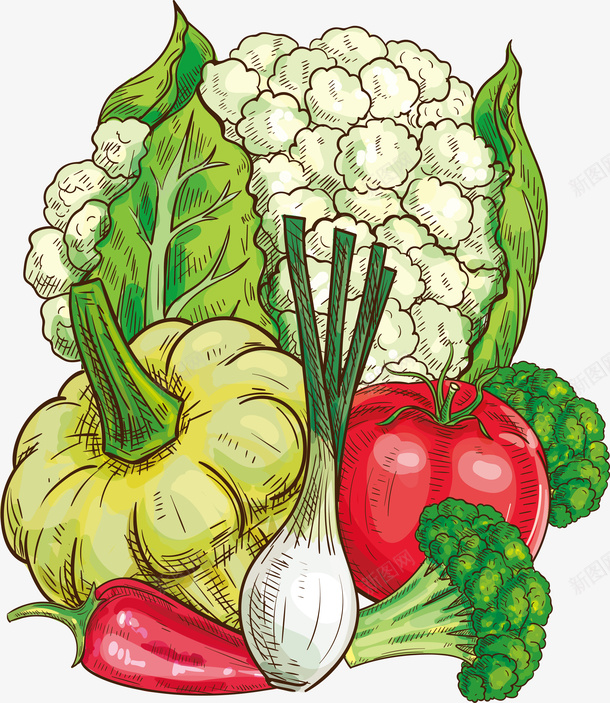 健康水彩白菜矢量图ai免抠素材_88icon https://88icon.com 健康 卡通 水彩植物 白菜设计 精美 食物 矢量图