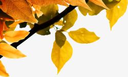 黄色树叶海报素材