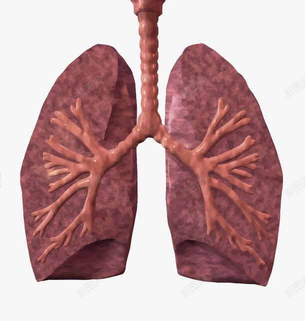 肺部png免抠素材_88icon https://88icon.com PNG PNG免费下载 PNG图片 吸烟 结核 肺 肺结核 预防结核