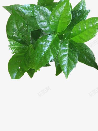 逼真的栀子花叶子png免抠素材_88icon https://88icon.com 叶子 栀子花 真的 绿色