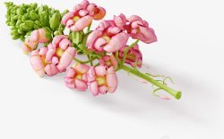 粉色花朵绿叶植物清新素材