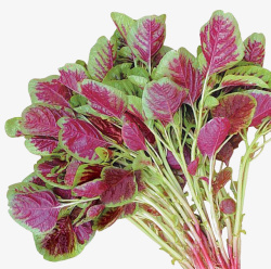 一把蔬菜素材