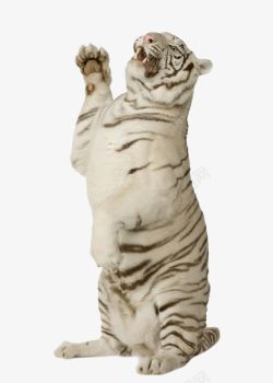 站立的白虎素材