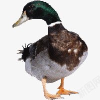 鸭子png免抠素材_88icon https://88icon.com duck 家禽 鸭子