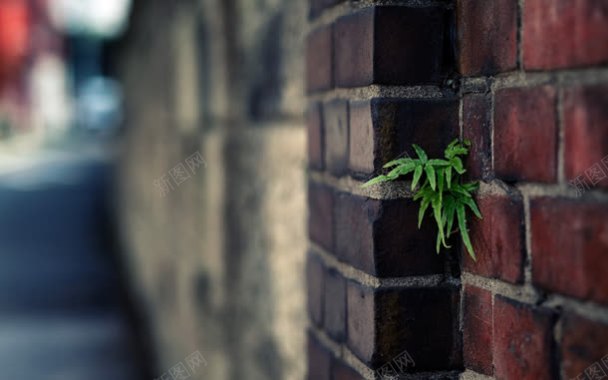 摄影植物墙上生长摄影图片