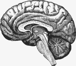卡通手绘人体脑部素材