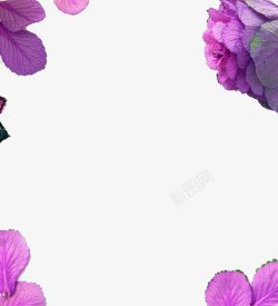 紫色花瓣边框透明素材