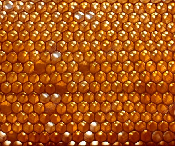 蜂巢摄影jpg设计背景_88icon https://88icon.com 图片素材 底纹背景 背景图案 背景花边 蜂巢摄影图片 蜂巢摄影图片素材下载 蜂巢纹理背景 蜂巢背景 蜂窝背景