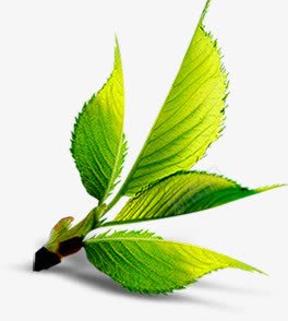 清新叶子白底png免抠素材_88icon https://88icon.com 叶子 清新 素材