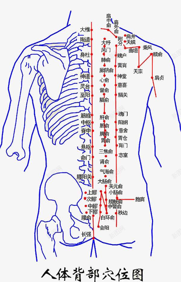 人体背部穴位大全png免抠素材_88icon https://88icon.com 大椎 神道 身柱 陶道