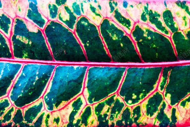 叶子纹理背景jpg设计背景_88icon https://88icon.com 创意抽象背景 叶子纹理 叶子纹理背景图片 叶子纹理背景图片素材下载 图片素材 底纹背景 背景底纹 背景花边 花纹背景