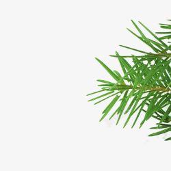 绿色圣诞树植物装饰素材