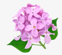 紫色罗兰花花卉矢量图素材