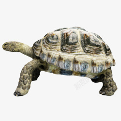 爬行动物陆龟灰白色陆龟高清图片