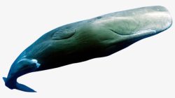 绿色鲸鱼海报背景素材