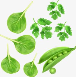 绿色蔬菜香菜豌豆青菜素材