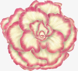 红边米黄色花朵png免抠素材_88icon https://88icon.com 图片 米黄色 花朵