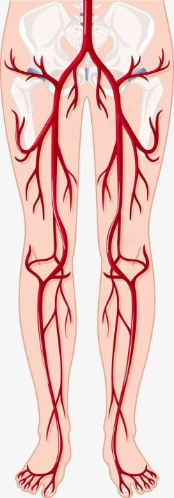 人体腿部血管图素材