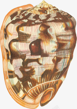 多样的手绘海螺壳9素材