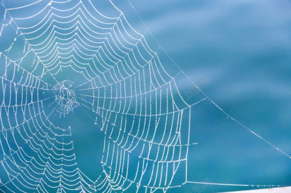 蓝色蜘蛛网织网背景背景