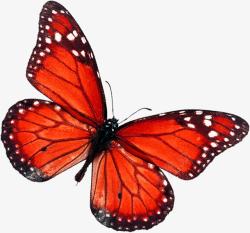 红色蝴蝶创意花纹装饰素材