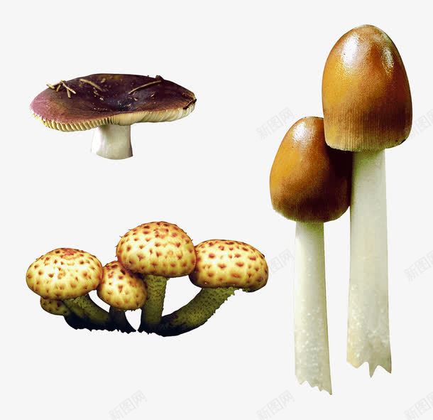 三种不同的蘑菇png免抠素材_88icon https://88icon.com 花蘑菇 菌菇 营养 长蘑菇