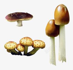 三种不同的蘑菇素材