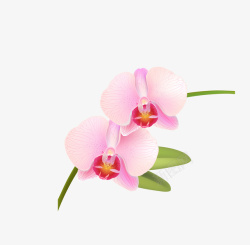 粉色花蕊兰花装饰矢量图素材