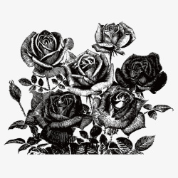 黑色玫瑰矢量图素材