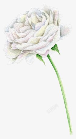 水墨油画水彩花朵玫瑰素材