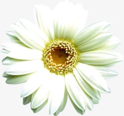 夏日白色向日葵花朵素材