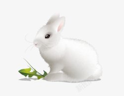 雪绒可爱的大白兔高清图片
