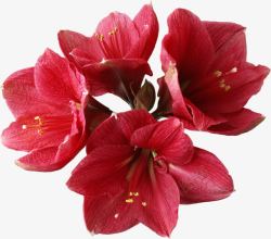 深红花瓣红色花朵深红花瓣高清图片
