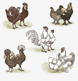 手绘素描鸡矢量图素材
