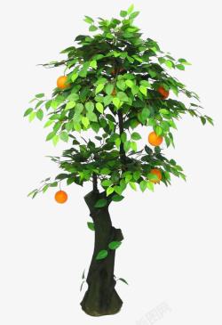 一颗橘子树素材