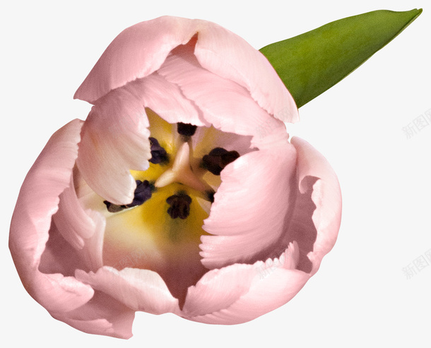 魔幻花朵png免抠素材_88icon https://88icon.com 哥特风 复古花卉 暗黑 欧式 童话里的花 魔幻