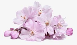 粉色唯美桃花花朵装饰图案素材
