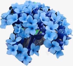 蓝色唯美花朵自然美景素材