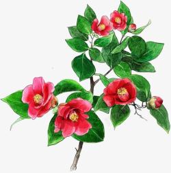 红色手绘花朵美景植物素材
