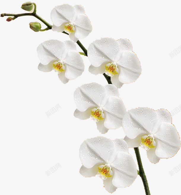一枝白色的装饰花朵psd免抠素材_88icon https://88icon.com 植物 白色 花 花朵 装饰