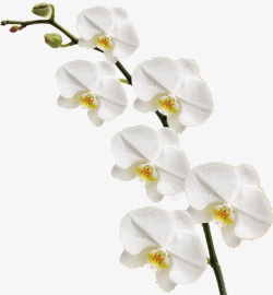 一枝白色的装饰花朵素材
