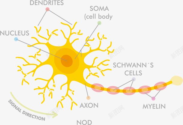 黄色解剖神经细胞矢量图eps免抠素材_88icon https://88icon.com 人体组成 人体细胞 矢量细胞 神经 解剖细胞 黄色 黄色细胞 矢量图