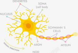 人体组成黄色解剖神经细胞矢量图高清图片