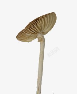 歪头的伞状蘑菇素材