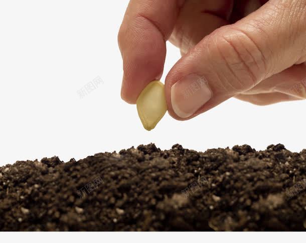埋下的种子png免抠素材_88icon https://88icon.com 农作物种子 发芽 果实 种子 种植