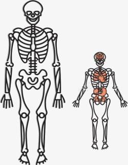 健康骨骼人物信息分析图表高清图片